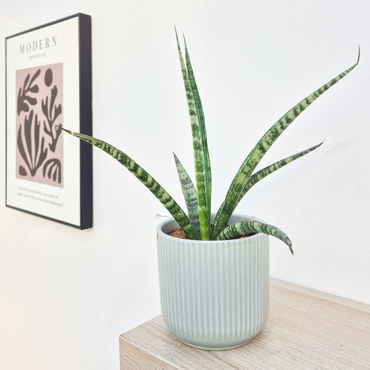 20 - 30cm Sansevieria Trifasciata 'Megan' House Plant in 12cm Pot