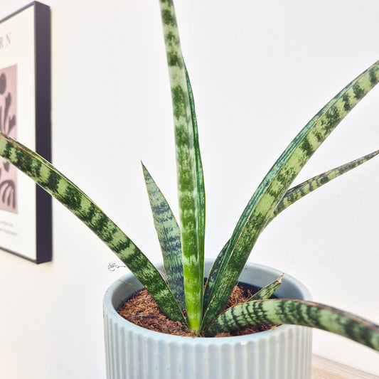 20 - 30cm Sansevieria Trifasciata 'Megan' House Plant in 12cm Pot