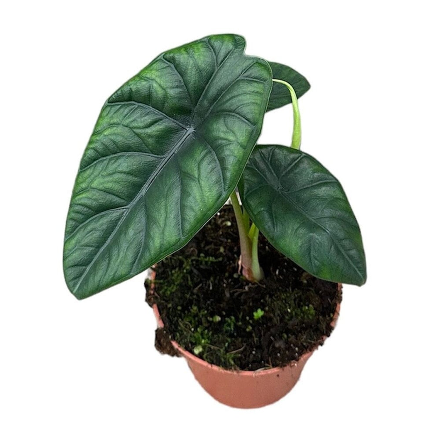 20cm Alocasia Puncakborneensis House Plant 10,5 cm Pot House Plant