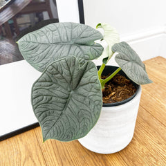 25 - 30cm Alocasia Melo Elephant Ear 14cm Pot House Plant House Plant