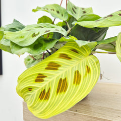 25 - 30cm Maranta Fantasy Light Veins Prayer House Plant 14cm Hanging Pot House Plant