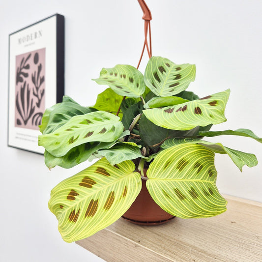 25 - 30cm Maranta Fantasy Light Veins Prayer House Plant 14cm Hanging Pot House Plant