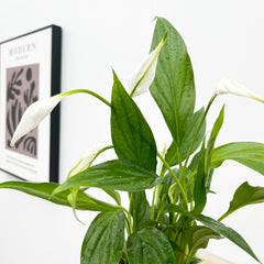 25 - 30cm Peace Lily Spathiphyllum 9cm Pot House Plant House Plant