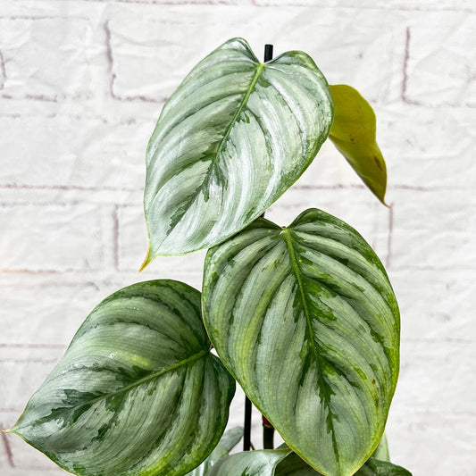 25 - 30cm Philodendron Sodiroi House Plant 9cm Pot 