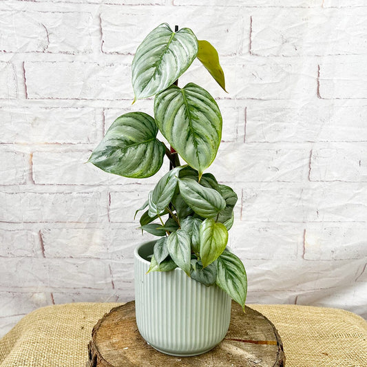 25 - 30cm Philodendron Sodiroi House Plant 9cm Pot 