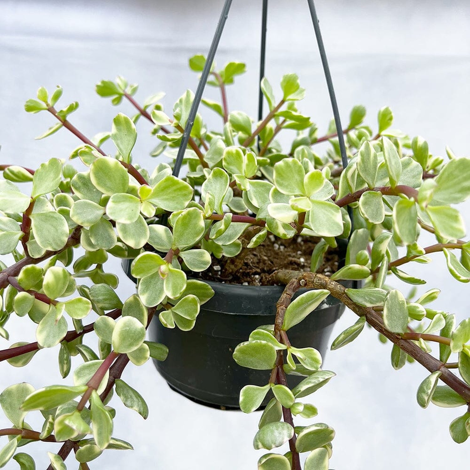 25-30cm Portulacaria afra Variegata in Hanging 14cm Pot House Plant House Plant