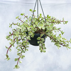 25-30cm Portulacaria afra Variegata in Hanging 14cm Pot House Plant House Plant