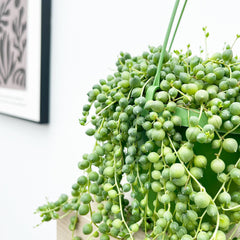 25 - 30cm String of Pearl in Hanging Pot Senecio Rowleyanus 14cm Pot House Plant House Plant