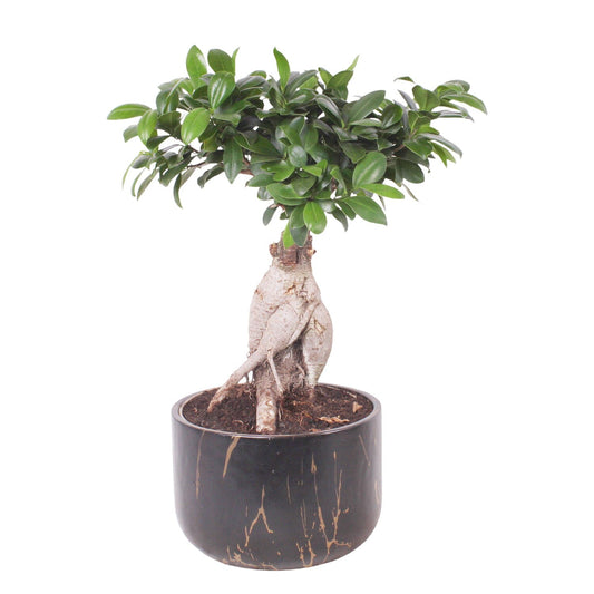 25 - 35cm Ficus Ginseng Bonsai Rubber Plant 18cm Pot House Plant House Plant