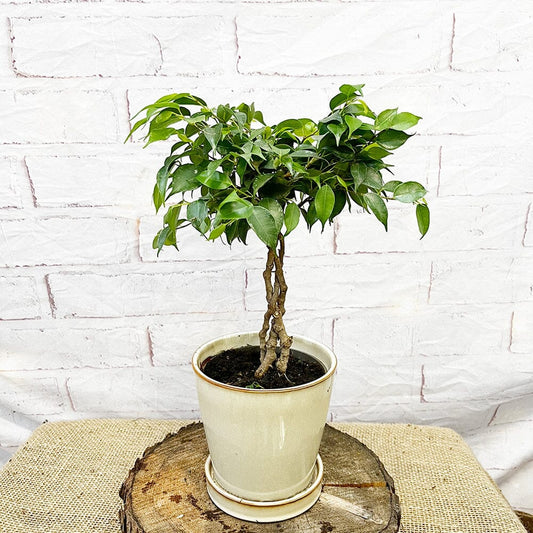 25 - 35cm Ficus Green King Rubber Plant 12cm Pot House Plant House Plant