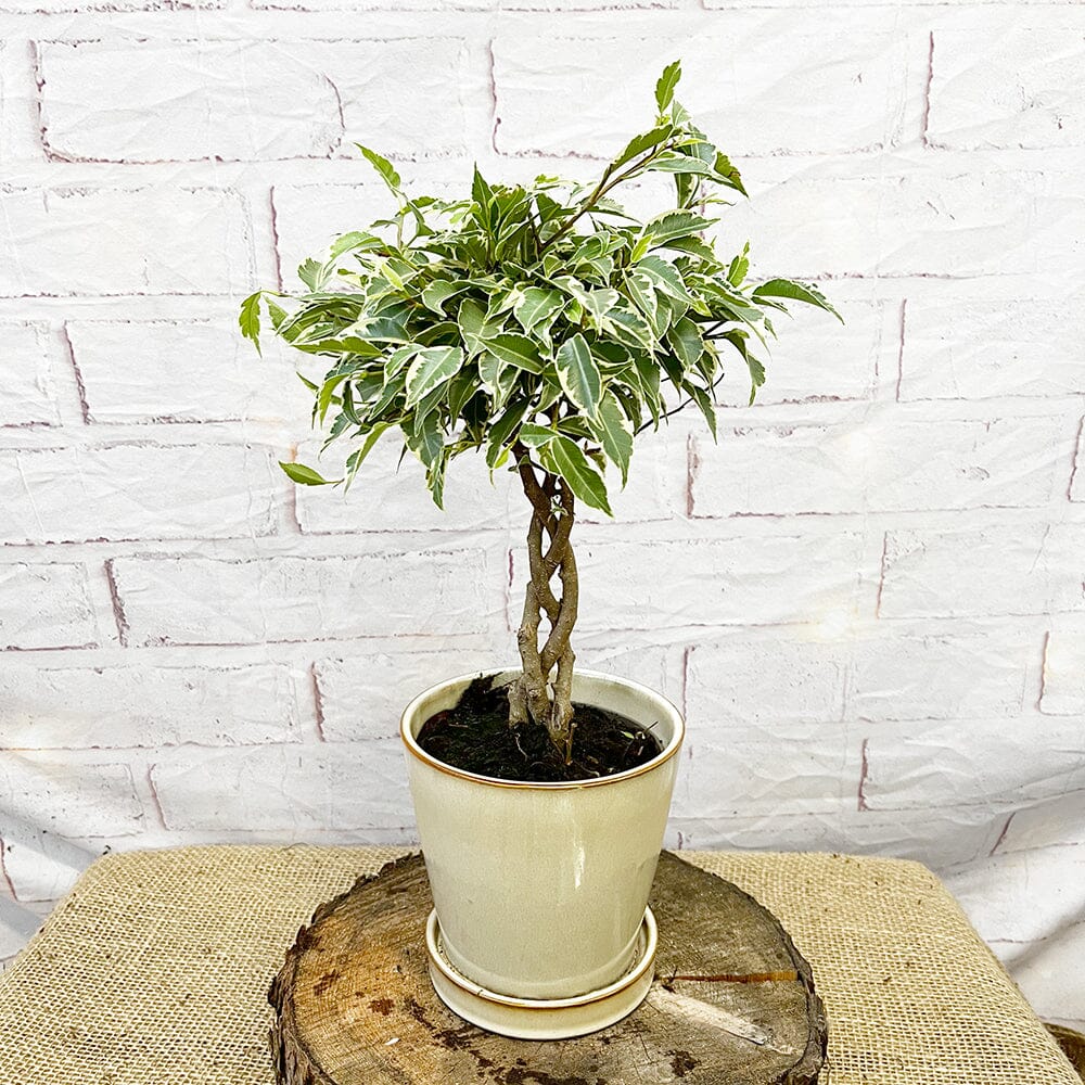 25 - 35cm Ficus Nina King Rubber Plant 12cm Pot House Plant House Plant