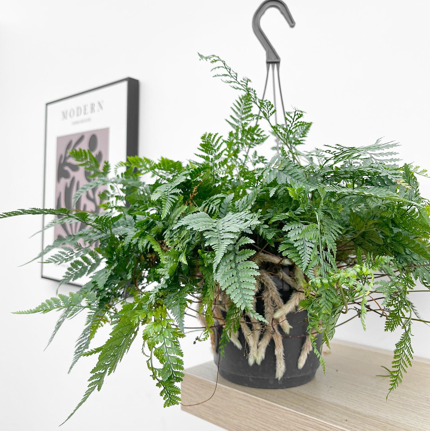 25 - 35cm Hare's Foot Fern in Hanging Pot Humata Tyermanii 17cm Pot House Plant House Plant