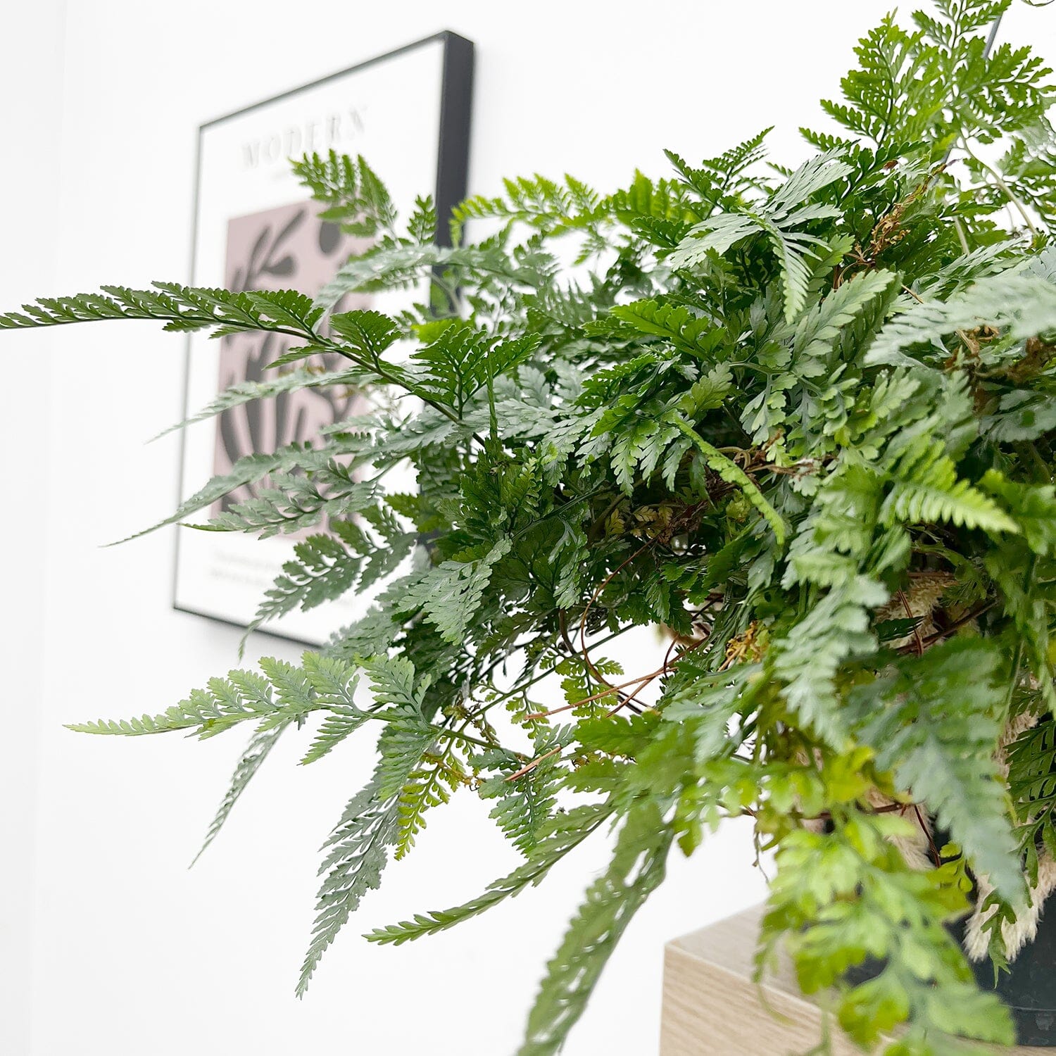 25 - 35cm Hare's Foot Fern in Hanging Pot Humata Tyermanii 17cm Pot House Plant House Plant