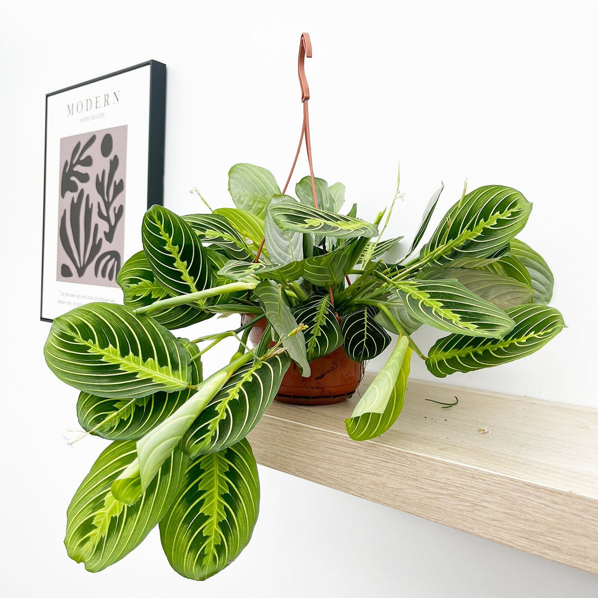 25 - 35cm Maranta Lemon Lime in Hanging Pot Prayer Plant 14cm Pot House Plant House Plant