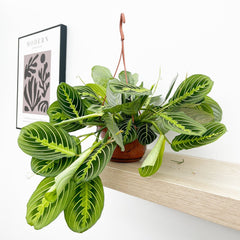 25 - 35cm Maranta Lemon Lime in Hanging Pot Prayer Plant 14cm Pot House Plant House Plant