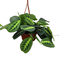 25 - 35cm Maranta Lemon Lime in Hanging Pot Prayer Plant 14cm Pot House Plant House Plant