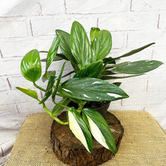 25 - 35cm Philodendron Cobra Variegata Monstera Standleyana 17cm Pot House Plant House Plant