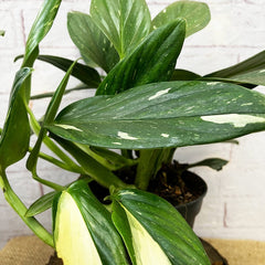 25 - 35cm Philodendron Cobra Variegata Monstera Standleyana 17cm Pot House Plant House Plant