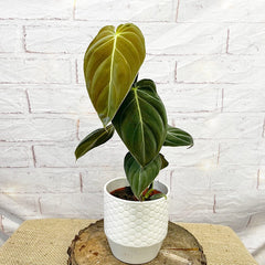 25 - 35cm Philodendron Melanochrysum 12cm Pot House Plant House Plant