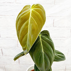 25 - 35cm Philodendron Melanochrysum 12cm Pot House Plant House Plant