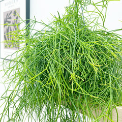 25 - 35cm Rhipsalis Baccifera Oasis in Hanging Pot 17cm Pot House Plant House Plant