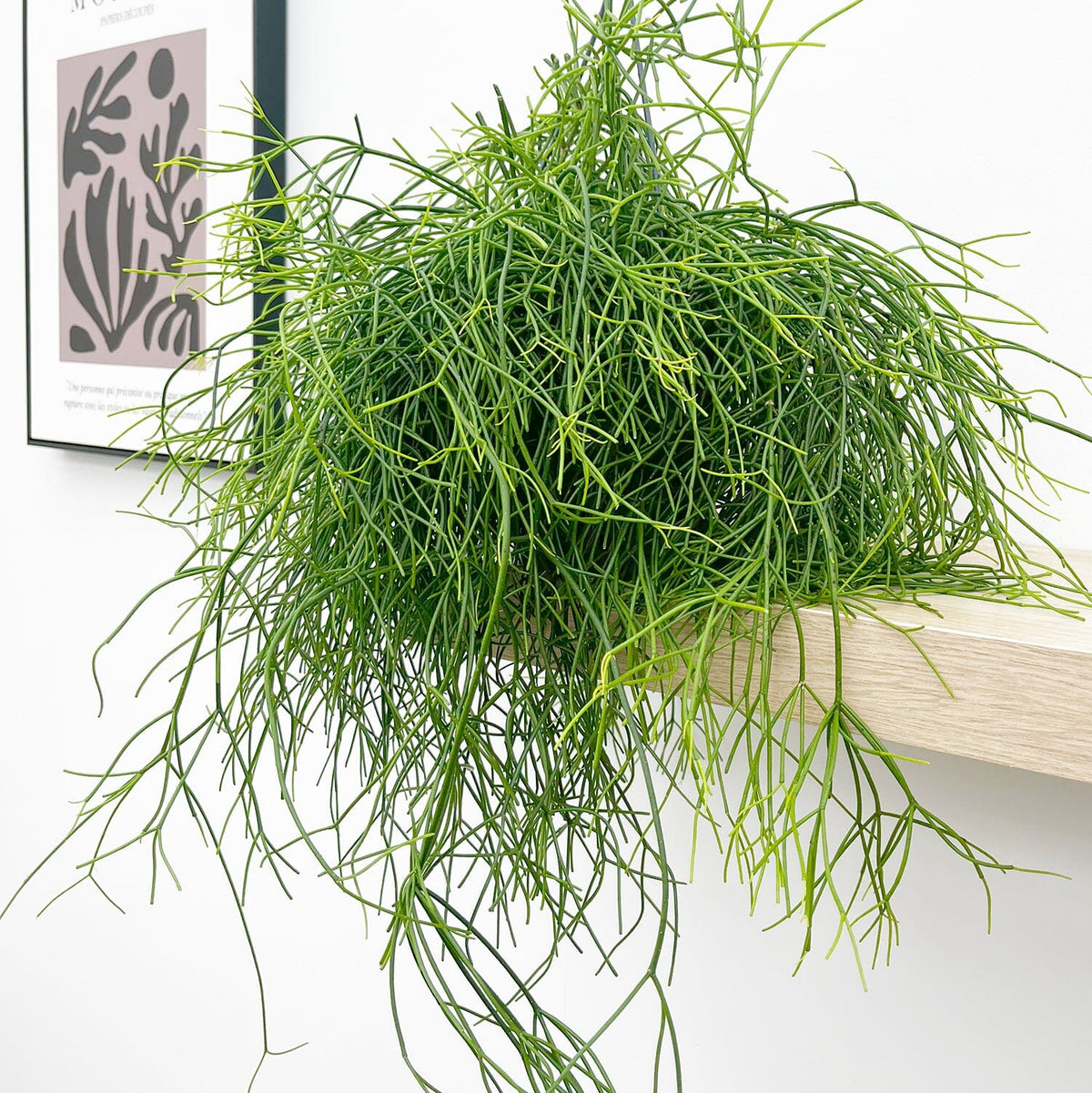 25 - 35cm Rhipsalis Baccifera Oasis in Hanging Pot 17cm Pot House Plant House Plant