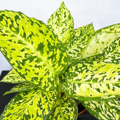 25 - 40cm Dieffenbachia Reflector (Bright Version) Dumb Cane 17cm Pot House Plant House Plant