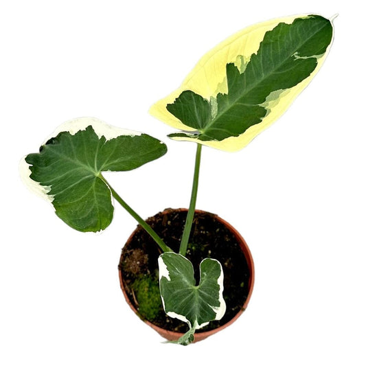 25 cm Alocasia Mickey Mouse House Plant 14 cm Pot House Plant