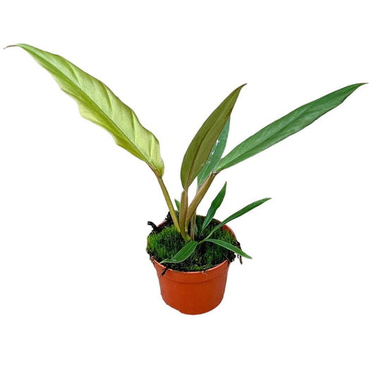 25 cm Philodendron Caramel Pluto House Plant 10,5 cm Pot House Plant