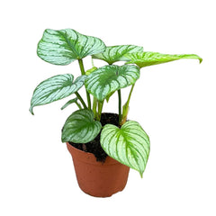 25 cm Philodendron Mamei Silver Cloud House Plant 17 cm Pot House Plant