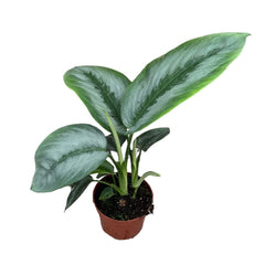 25 cm Schismatoglottis Silver Borneo House Plant 10,5 cm Pot House Plant