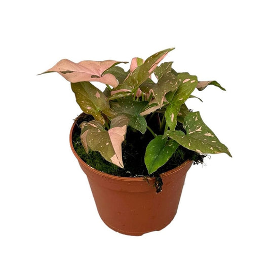 25 cm Syngonium Red Spot House Plant 14 cm Pot House Plant