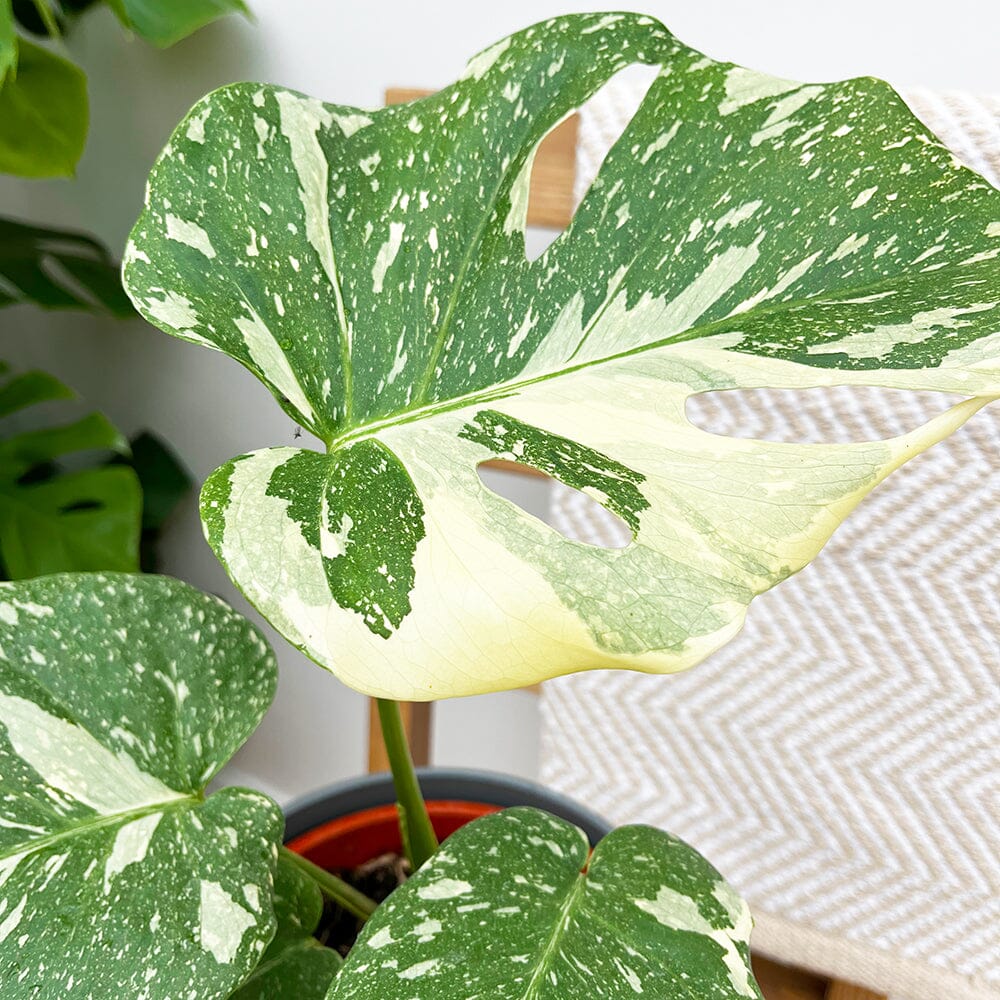 30 - 35 Monstera Thai Constellation Cheese Plant Variegated 17cm Pot House Plant