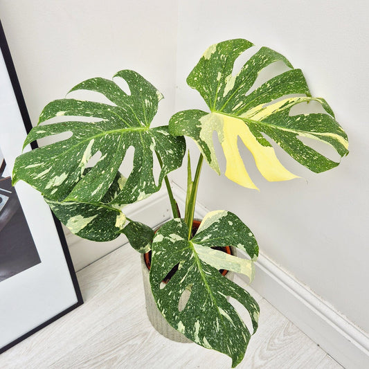 30 - 35 Monstera Thai Constellation Cheese Plant Variegated 17cm Pot House Plant