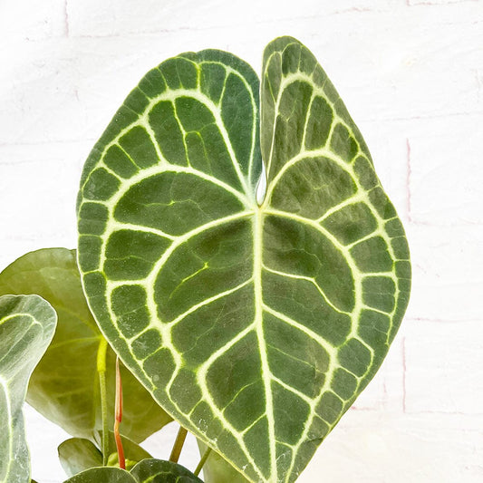 30 - 40cm Anthurium Clarinervium Giant Laceleaf 15cm Pot House Plant House Plant