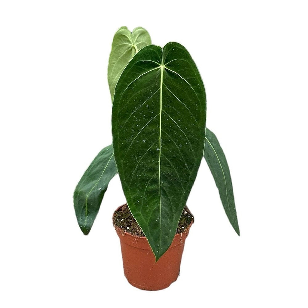 30 - 40cm Anthurium Warocqueanum x Waterburyanum House Plant 14 cm Pot House Plant