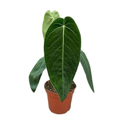 30 - 40cm Anthurium Warocqueanum x Waterburyanum House Plant 14 cm Pot House Plant