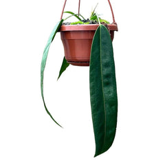 30 - 40cm Anthurium Wendlingeri Hanging Pot House Plant 14cm Pot House Plant