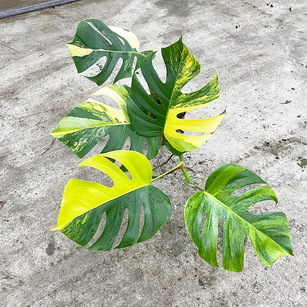 30 - 40cm Monstera Variegata Aurea Variegated 17cm Pot House