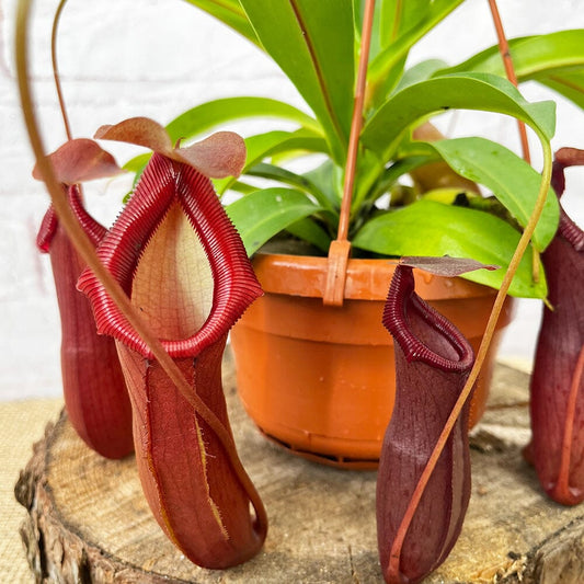 30 - 40cm Nepenthes Bill in Hanging Pot Monkey Jars 14cm Pot House Plant House Plant