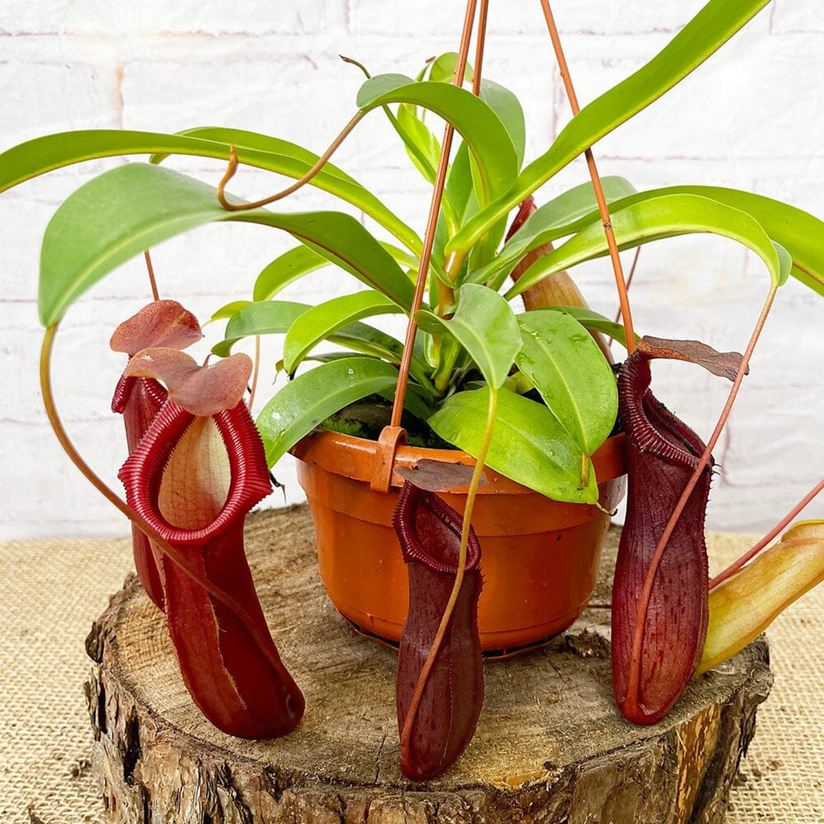 30 - 40cm Nepenthes Bill in Hanging Pot Monkey Jars 14cm Pot House Plant House Plant