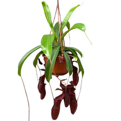 30 - 40cm Nepenthes Bill in Hanging Pot Monkey Jars 14cm Pot House Plant House Plant