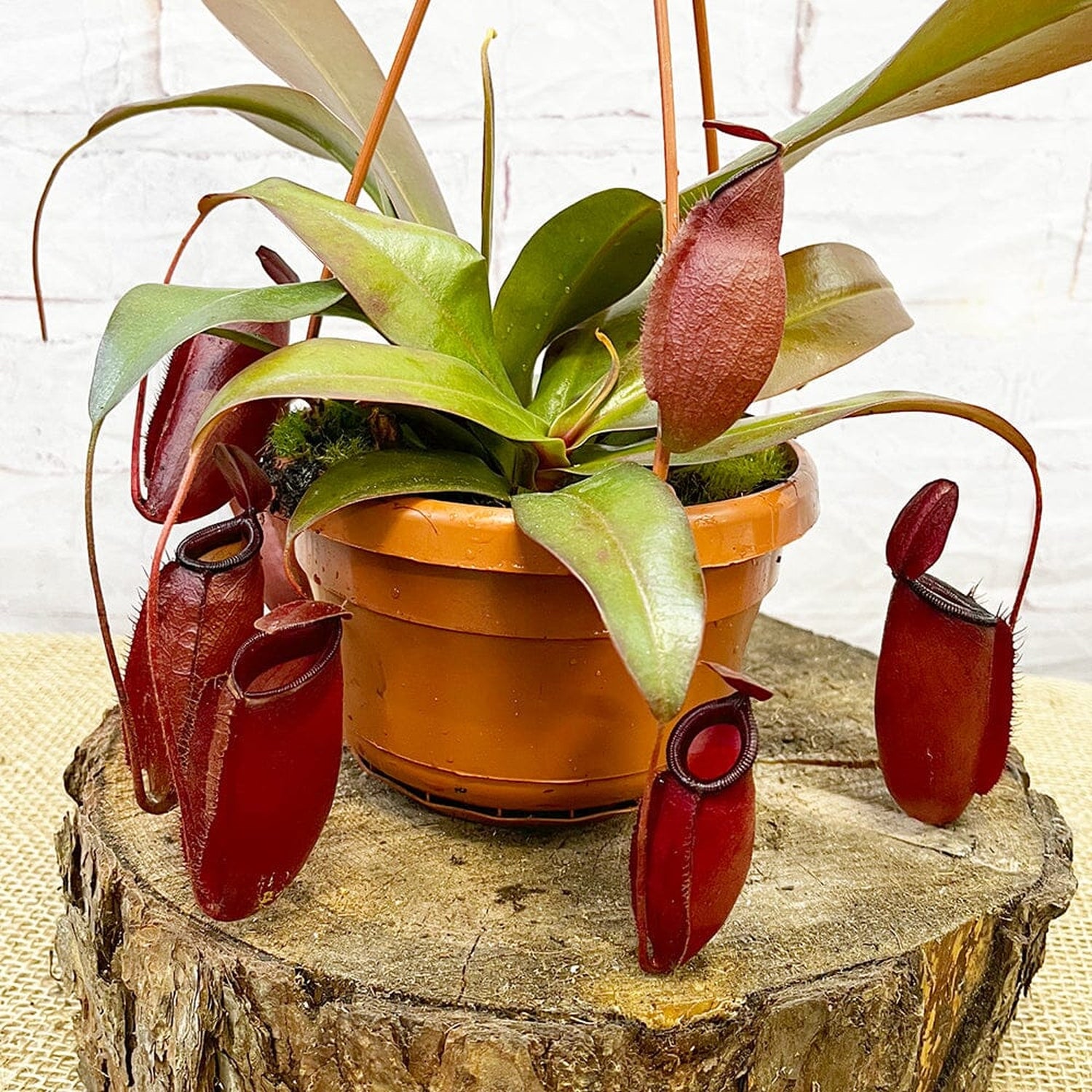 30 - 40cm Nepenthes Dark Secret in Hanging Pot Monkey Jars 14cm Pot House Plant House Plant