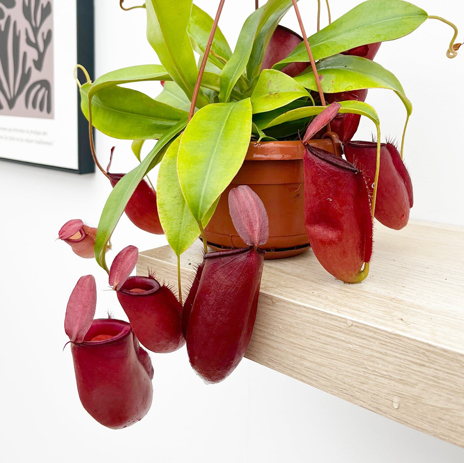 30 - 40cm Nepenthes Dark Secret in Hanging Pot Monkey Jars 14cm Pot House Plant House Plant