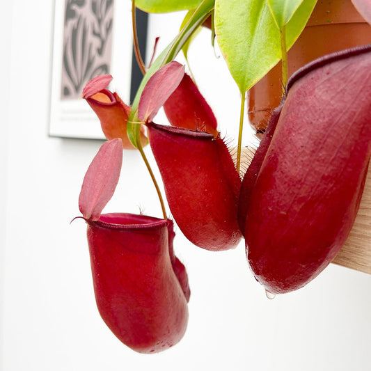 30 - 40cm Nepenthes Dark Secret in Hanging Pot Monkey Jars 14cm Pot House Plant House Plant