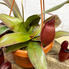 30 - 40cm Nepenthes Dark Secret in Hanging Pot Monkey Jars 14cm Pot House Plant House Plant