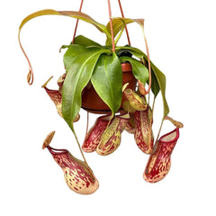 30 - 40cm Nepenthes Gaya in Hanging Pot Monkey Jars 14cm Pot House Plant House Plant