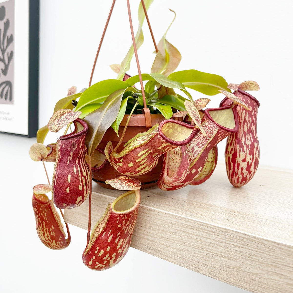 30 - 40cm Nepenthes Gaya in Hanging Pot Monkey Jars 14cm Pot House Plant House Plant