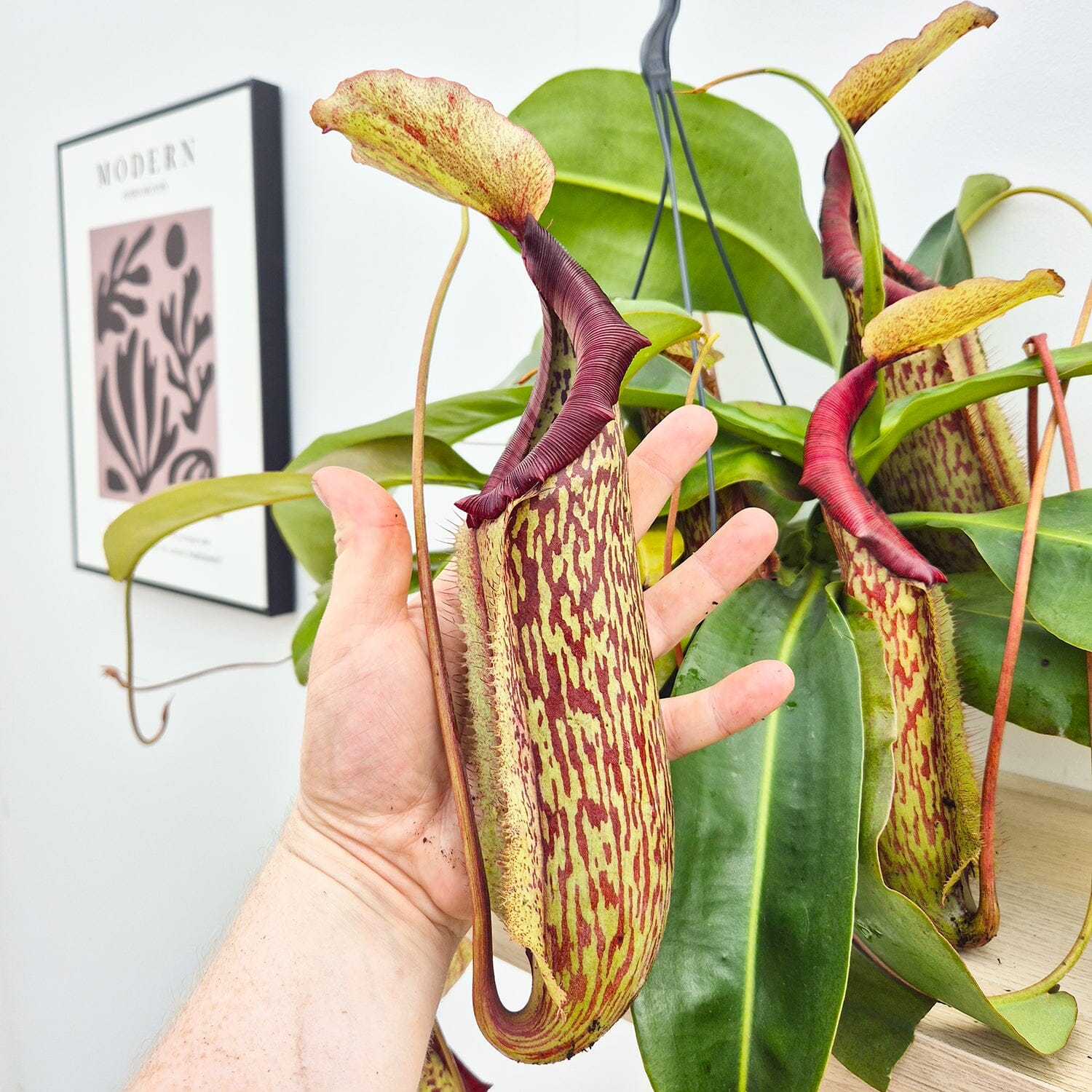 30 - 40cm Nepenthes Miranda in Hanging Pot Monkey Jars 19cm Pot House Plant House Plant