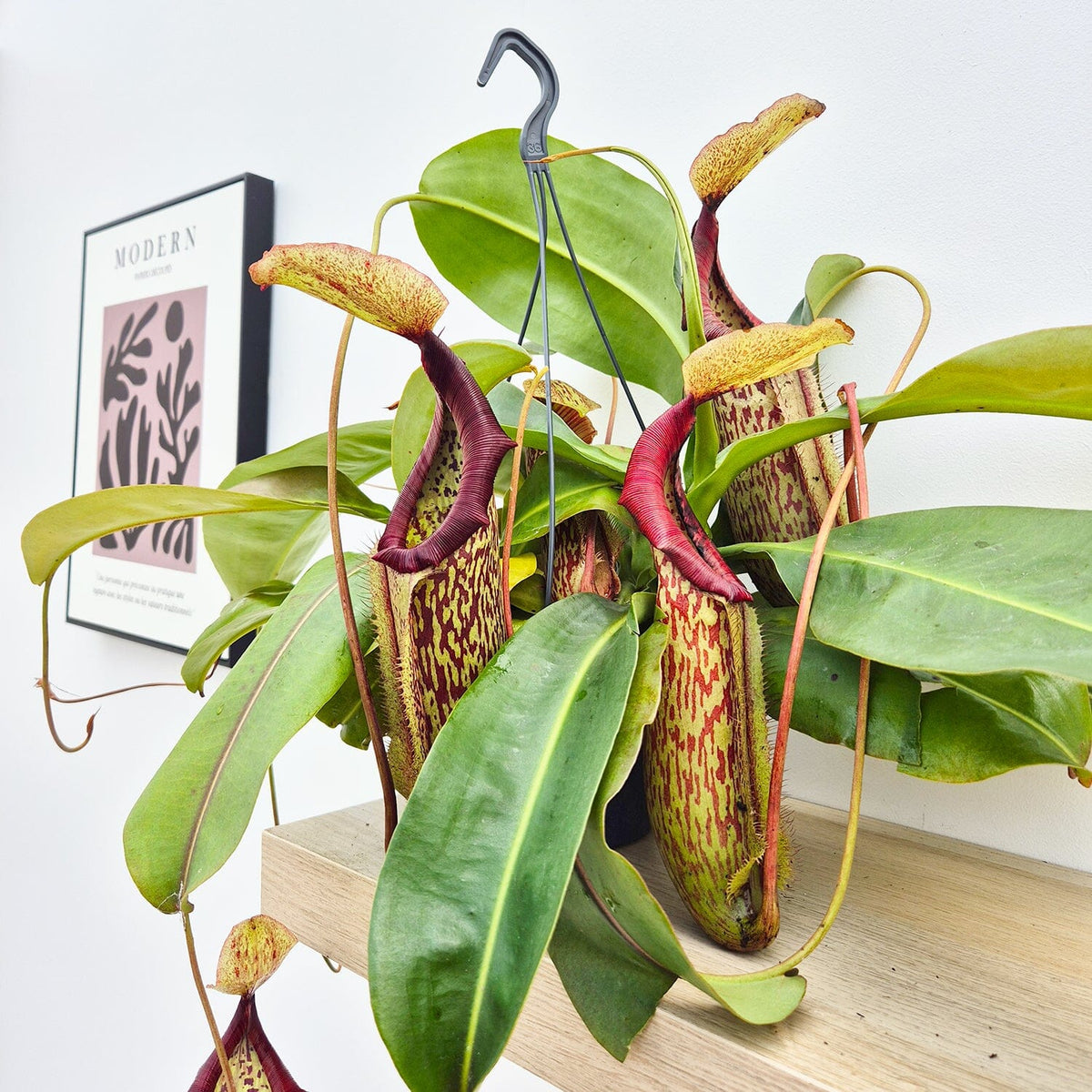 30 - 40cm Nepenthes Miranda in Hanging Pot Monkey Jars 19cm Pot House Plant House Plant